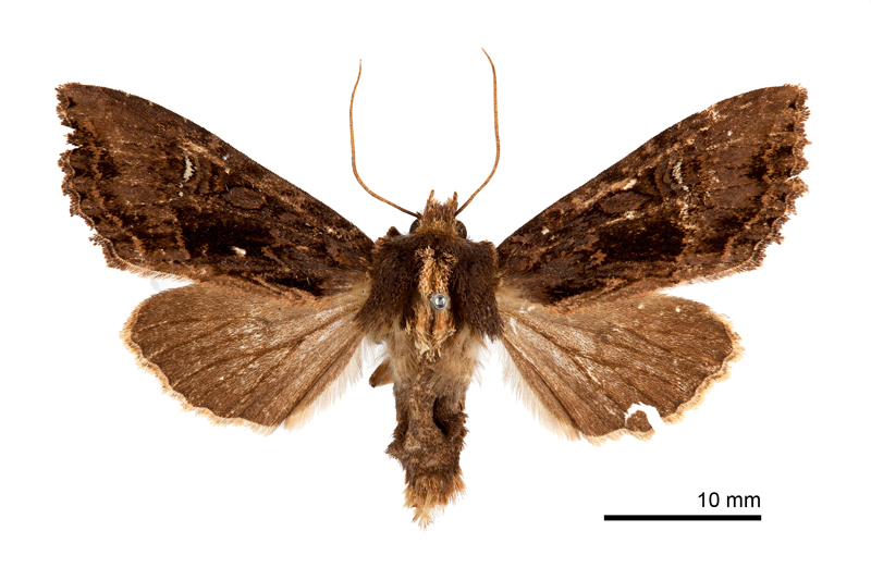 Fabiania pulla Male